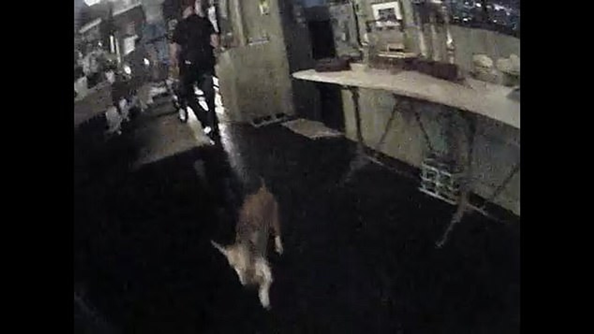 Кадры с камер полицейских, фото: Daily Mail