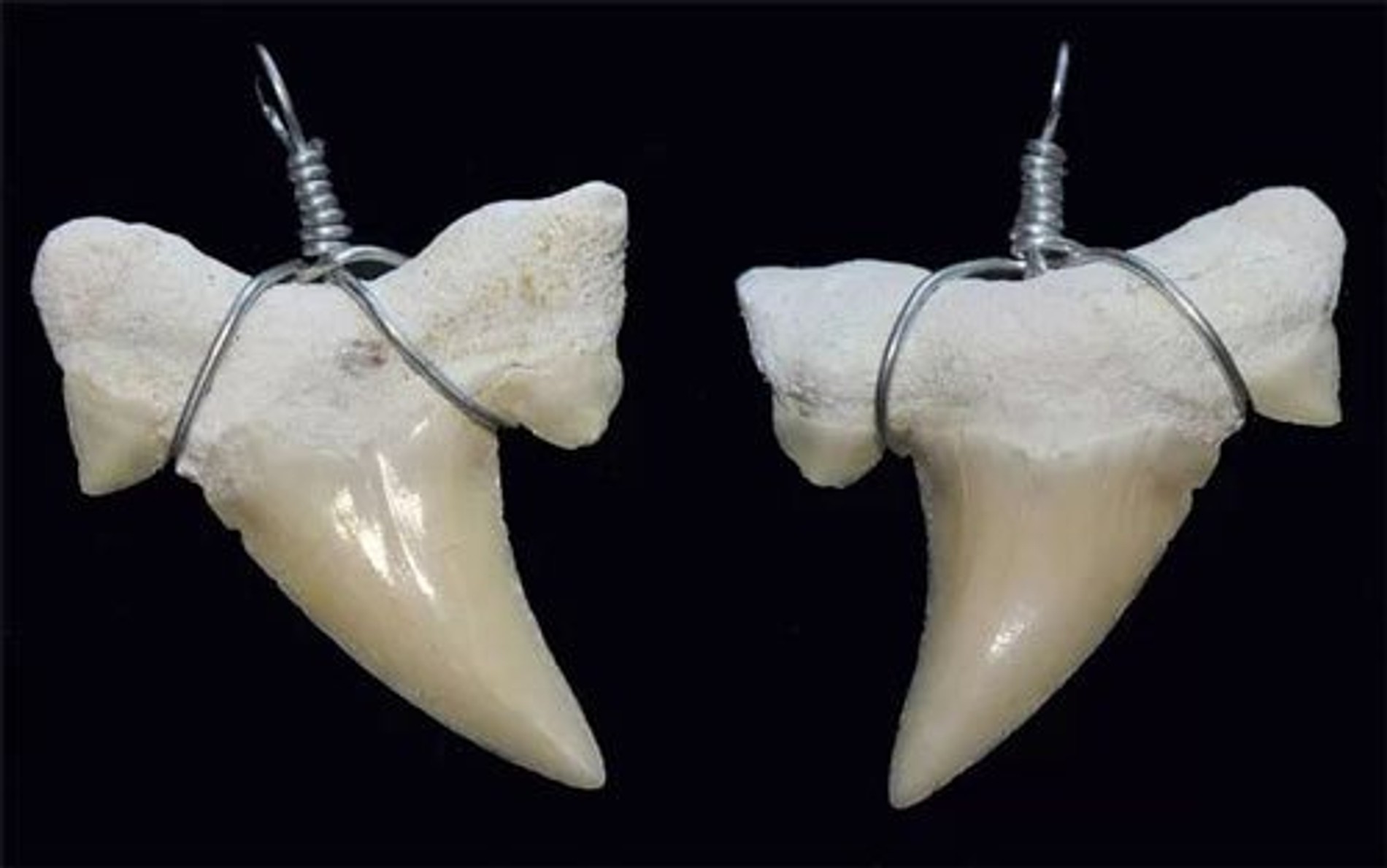 Акулий зуб амулет — не хватает бодрости и энергии? Либо проверьте организм на дефицит железа, либо купите акулий зуб. Он снимет усталость, а также поможет достичь желаемые цели.