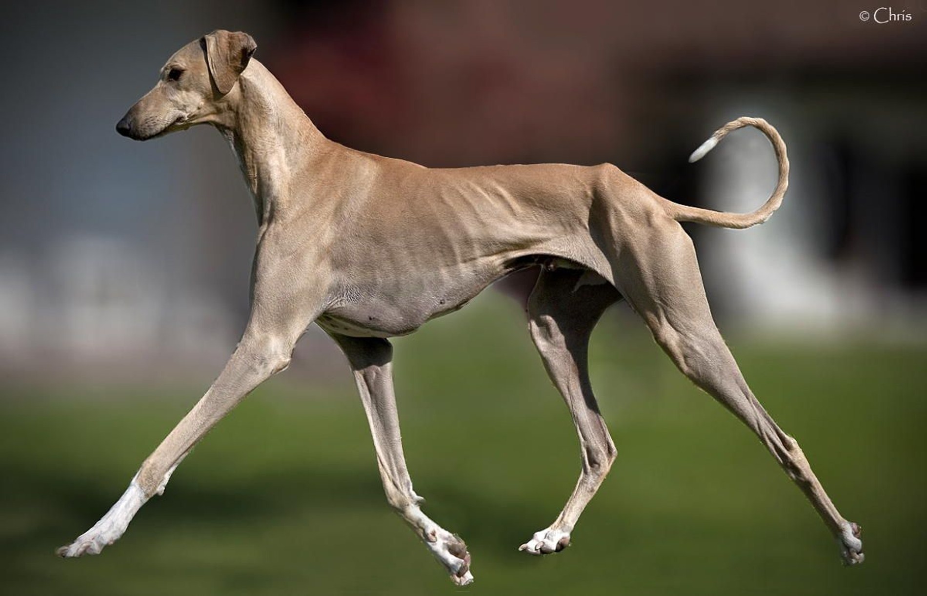 Азавак
Фото: Pinterest