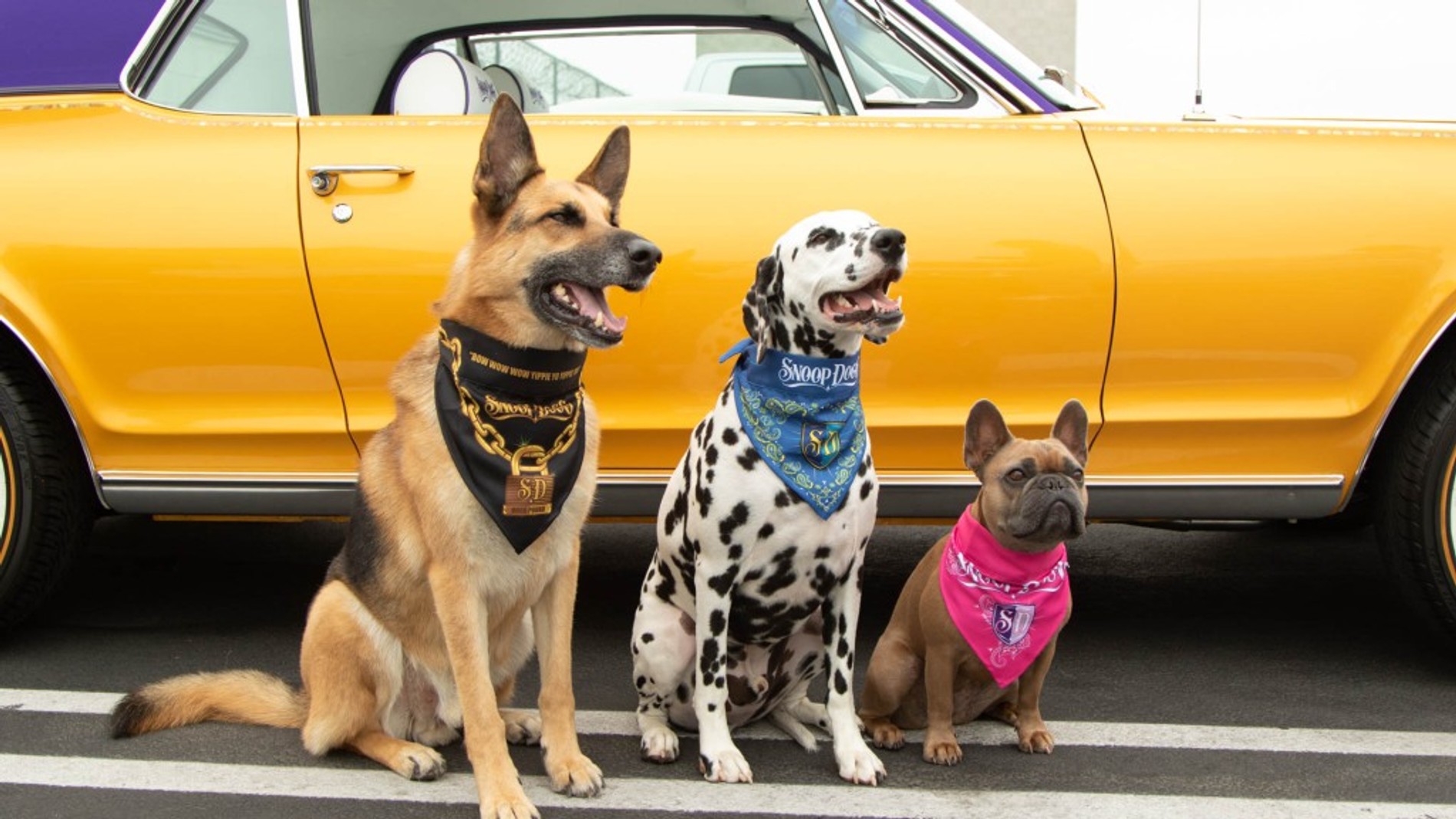 Фото: Snoop Doggie Doggs