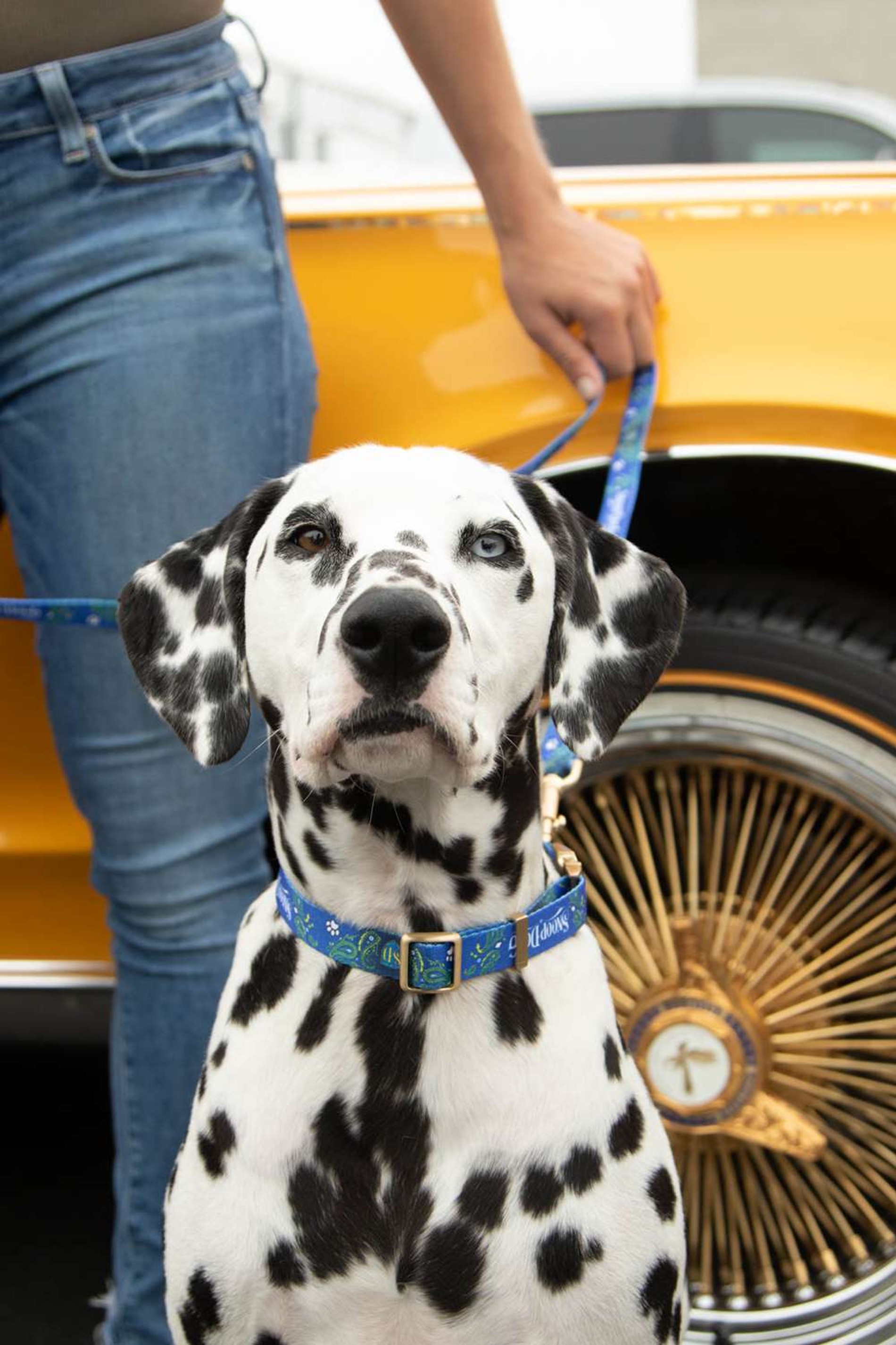 Фото: Snoop Doggie Doggs