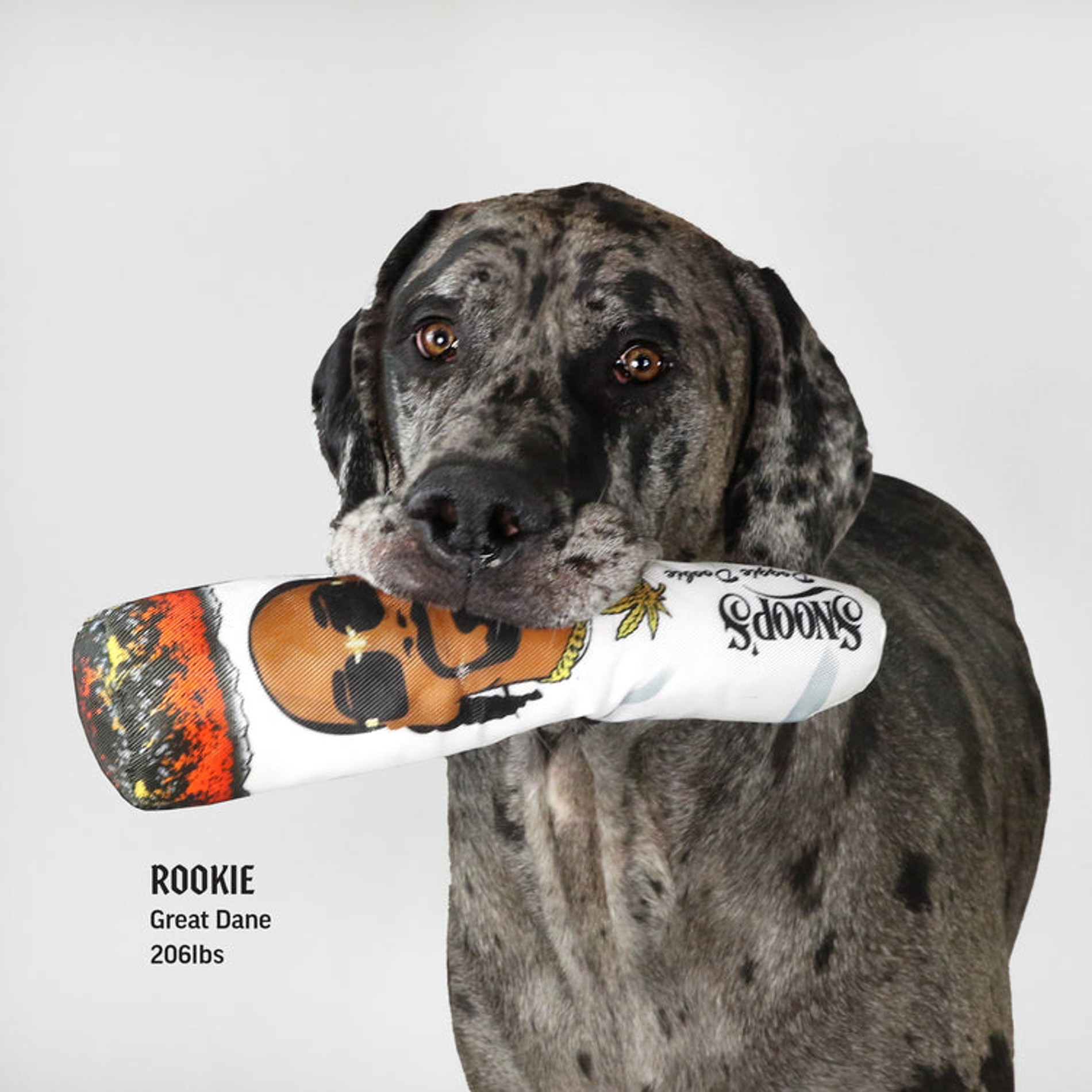 Фото: Snoop Doggie Doggs