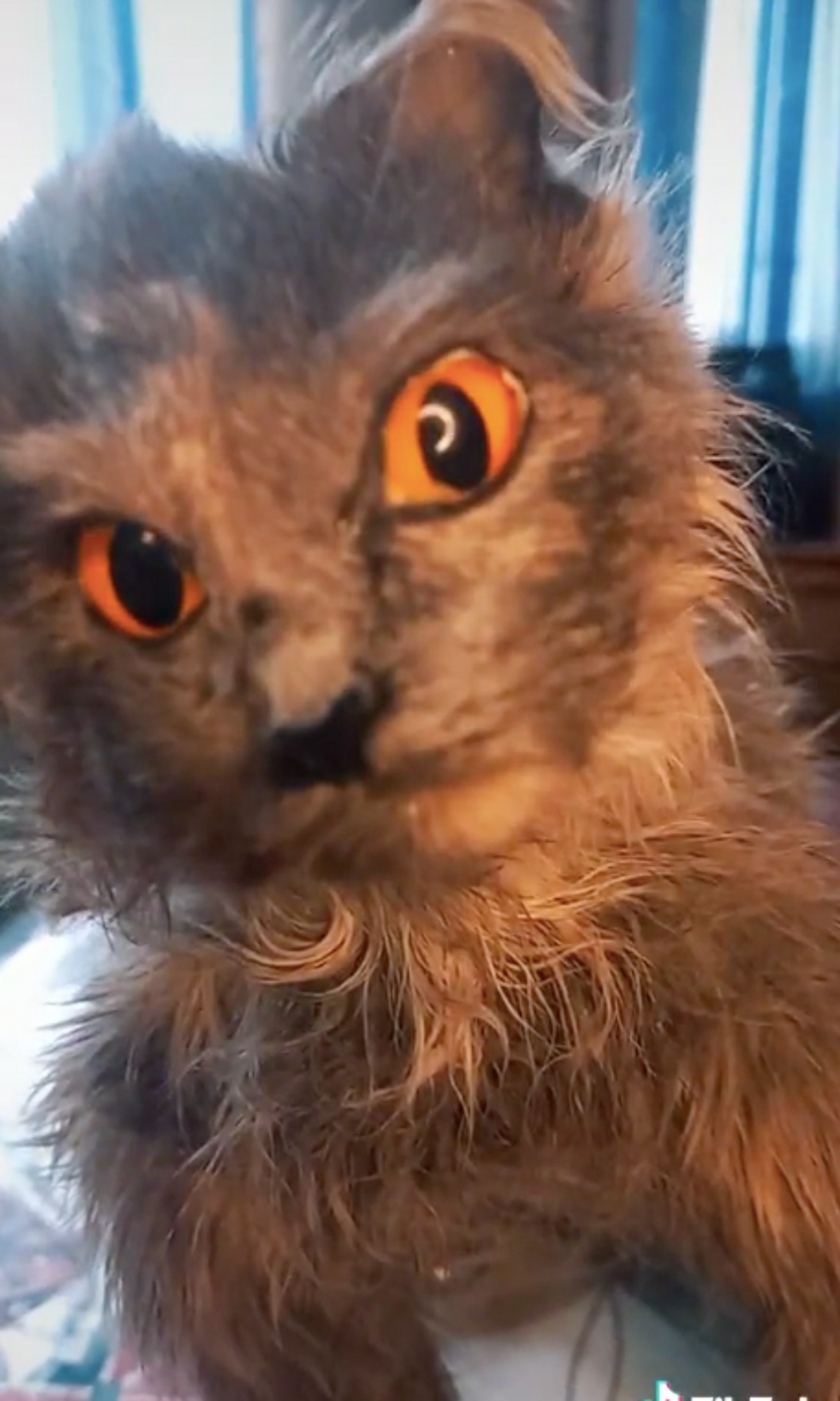 Чучело кота
Скриншот: «Тикток»