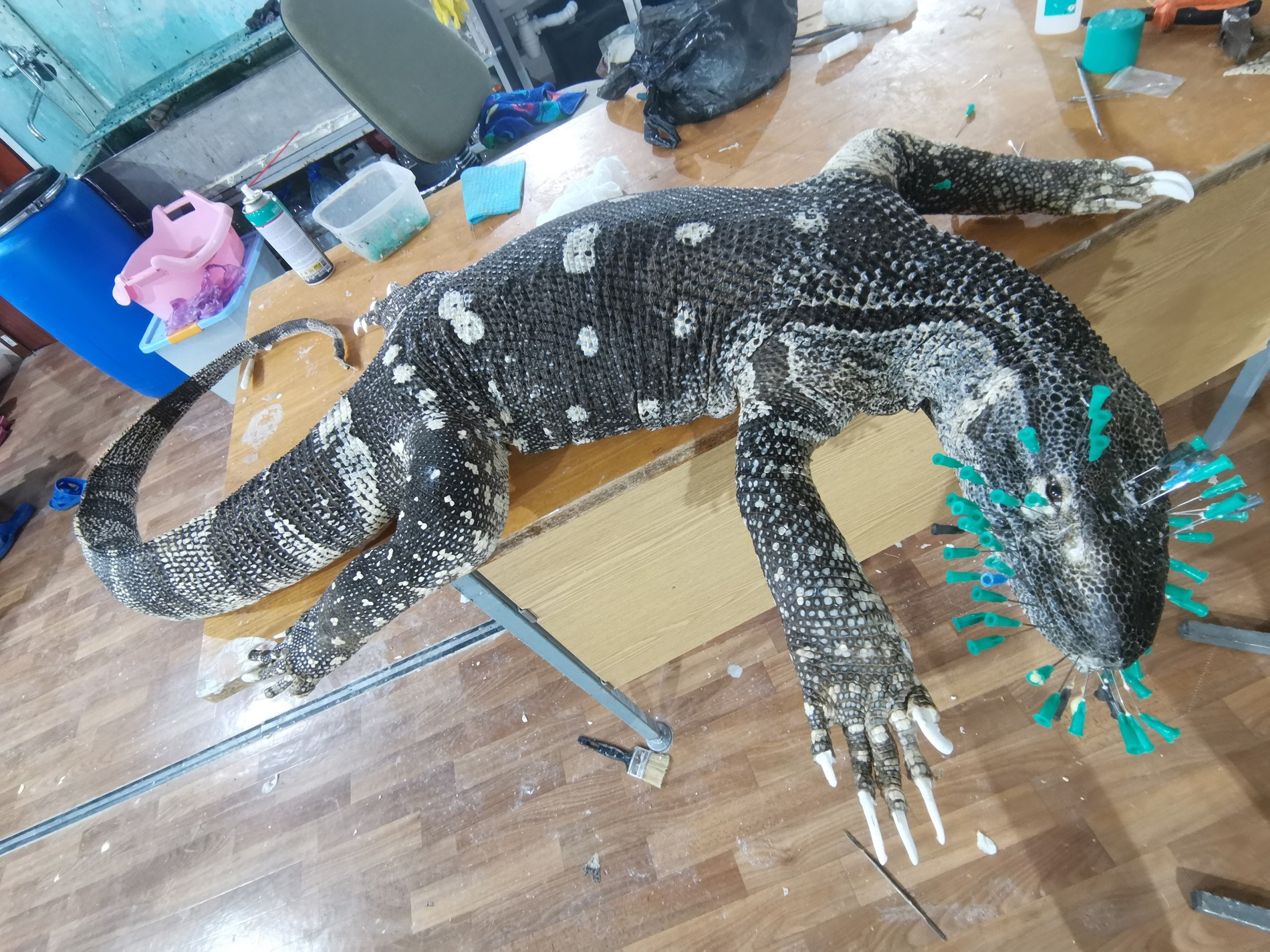 Процесс изготовления чучела варана
Фото: VK
