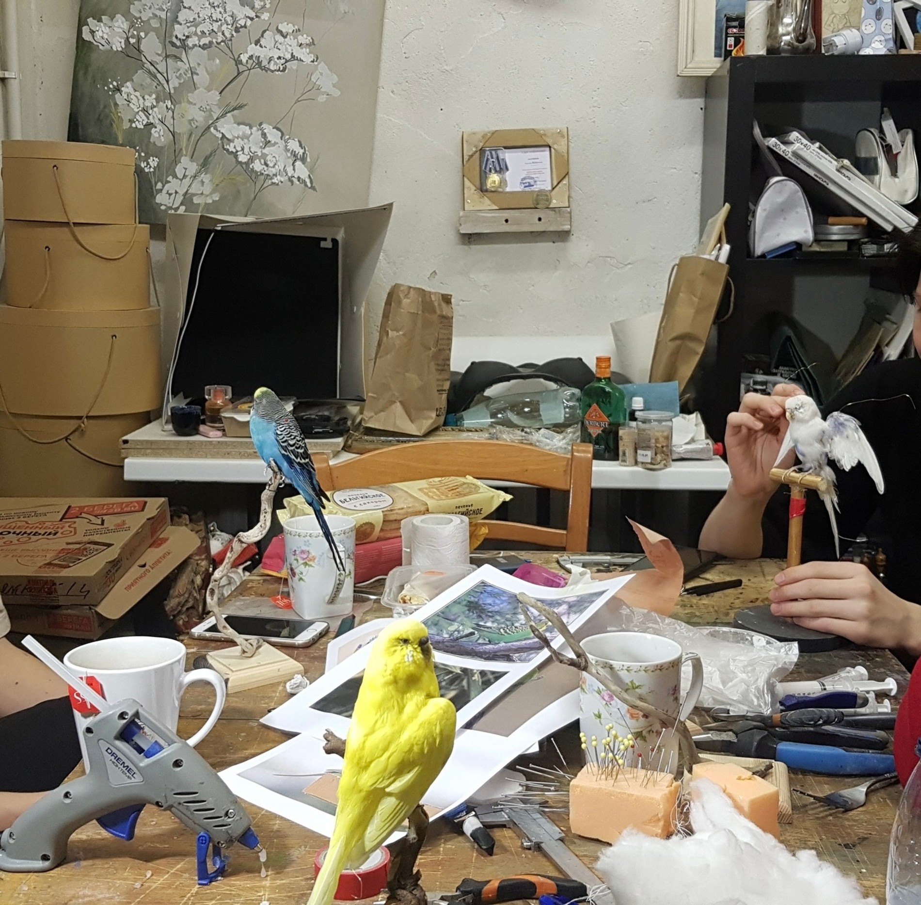 Фрагмент кадра с мастер-класса по изготовлению чучел из попугайчиков
Фото: VK