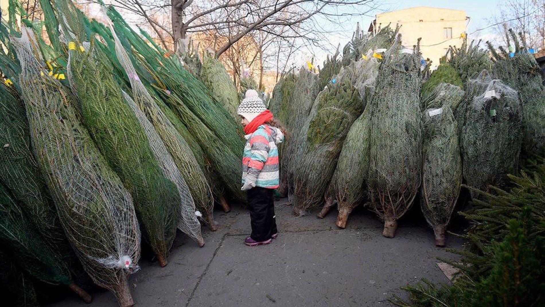 Елочный базар. Источник: сайт мэра Москвы