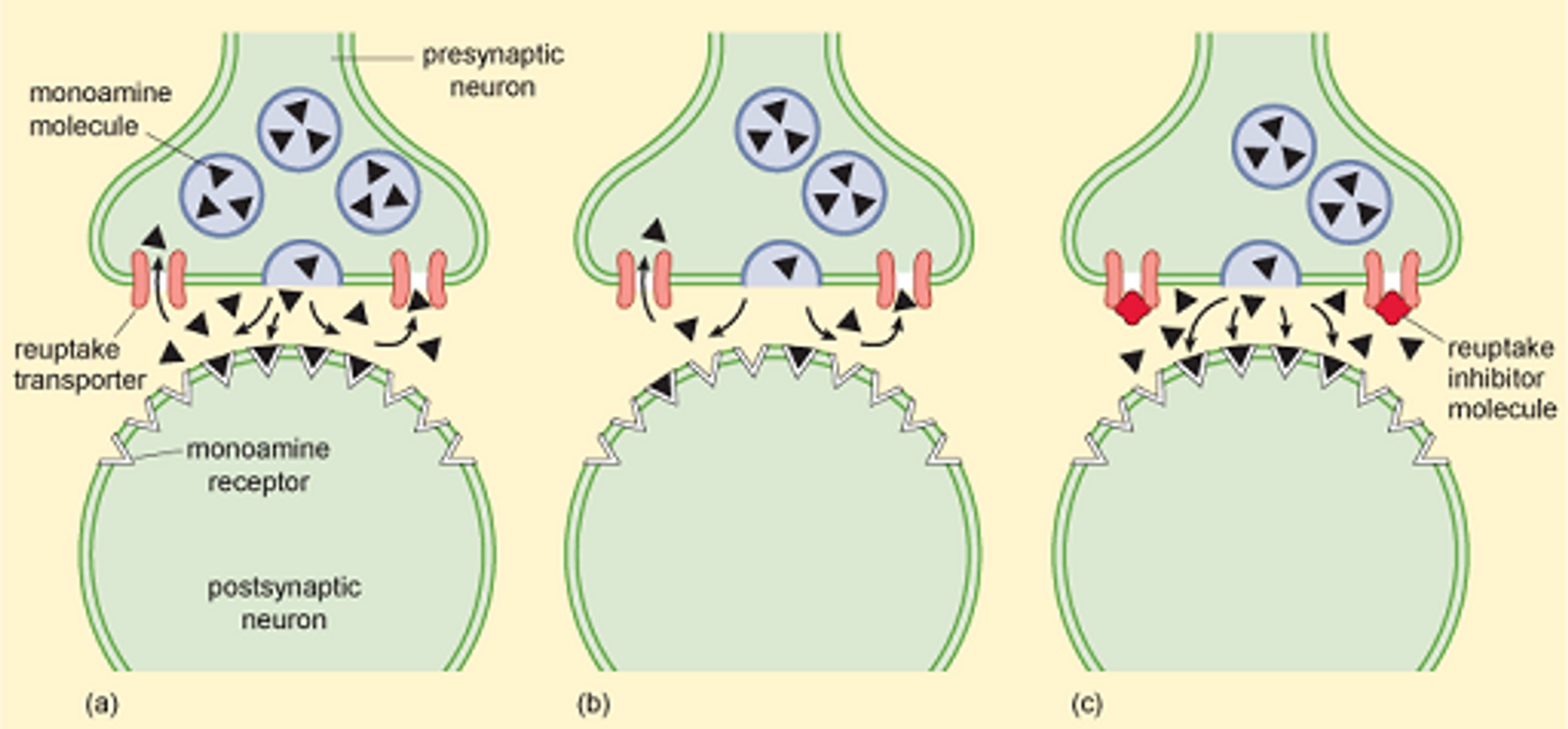 Схема моноаминовой теории депрессии. Источник: Open Science