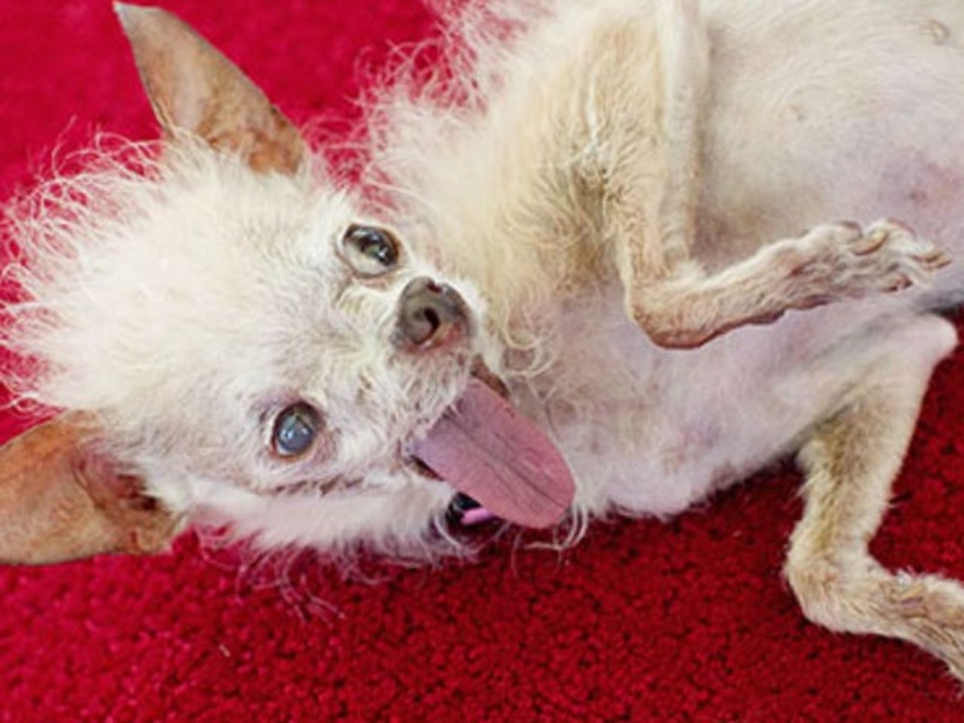 Помесь китайской хохлатой и чихуахуа Йода
Фото: Getty