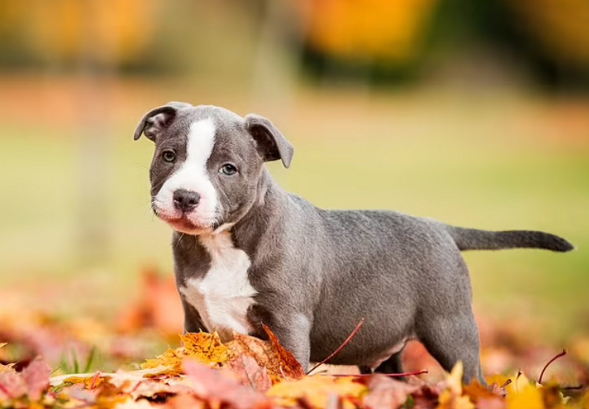 Щенок стаффордширского бультерьера
Фото: Daily Mail