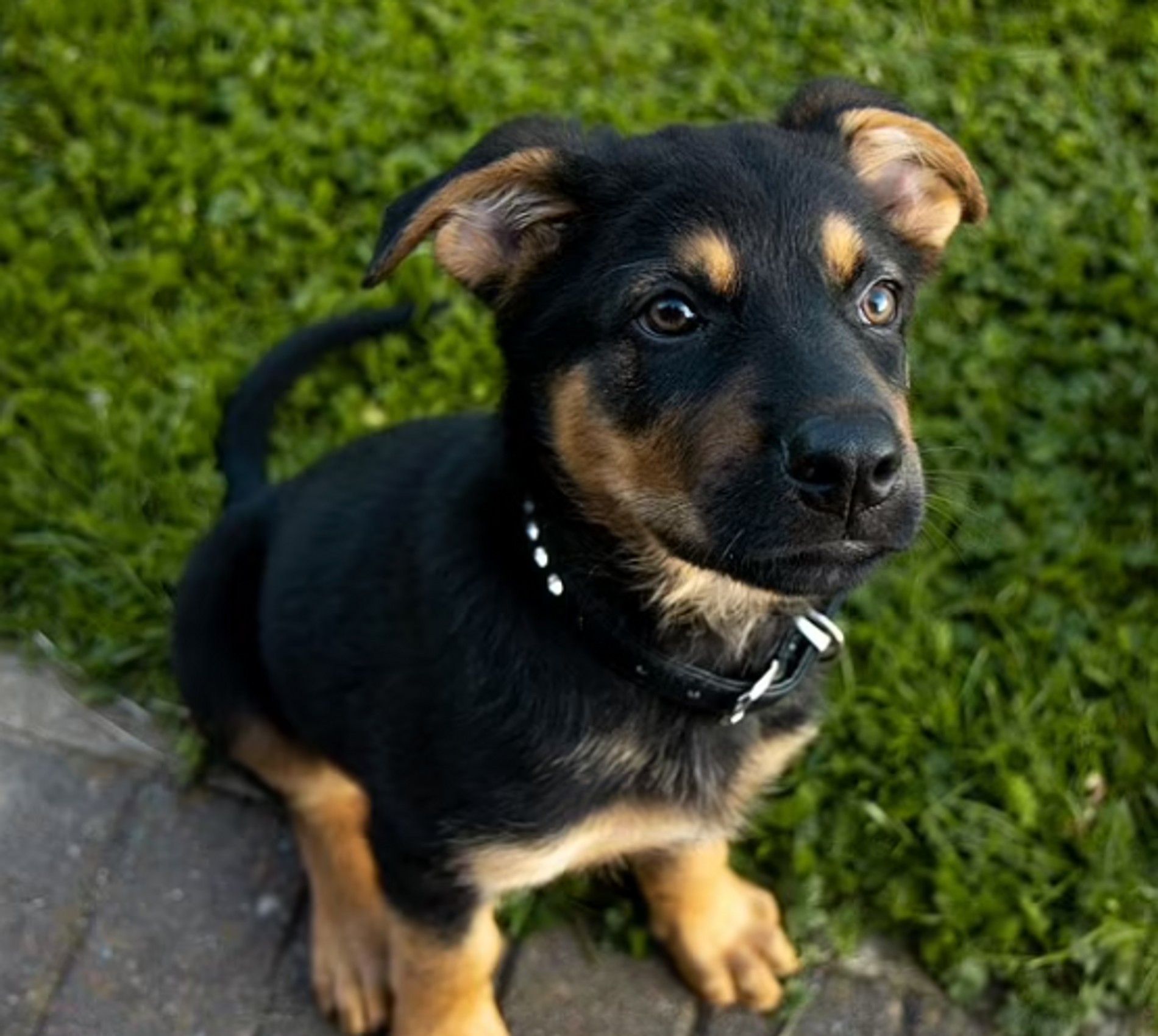 Щенок немецкой овчарки
Фото: Daily Mail