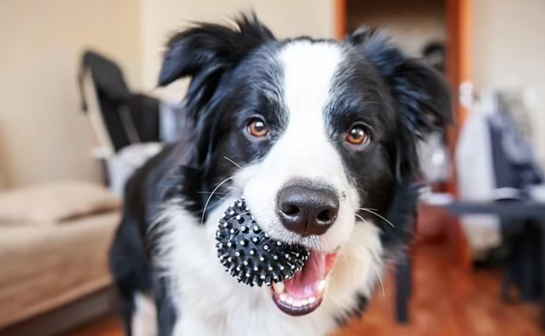 Бордер-колли
Фото: Daily Mail