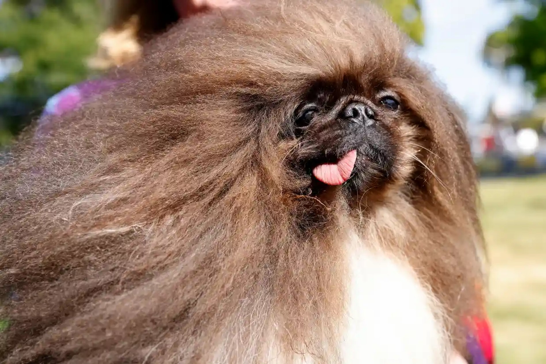 Пекинес Дикий Тханг
Фото: John G Mabanglo / EPA / Shutterstock