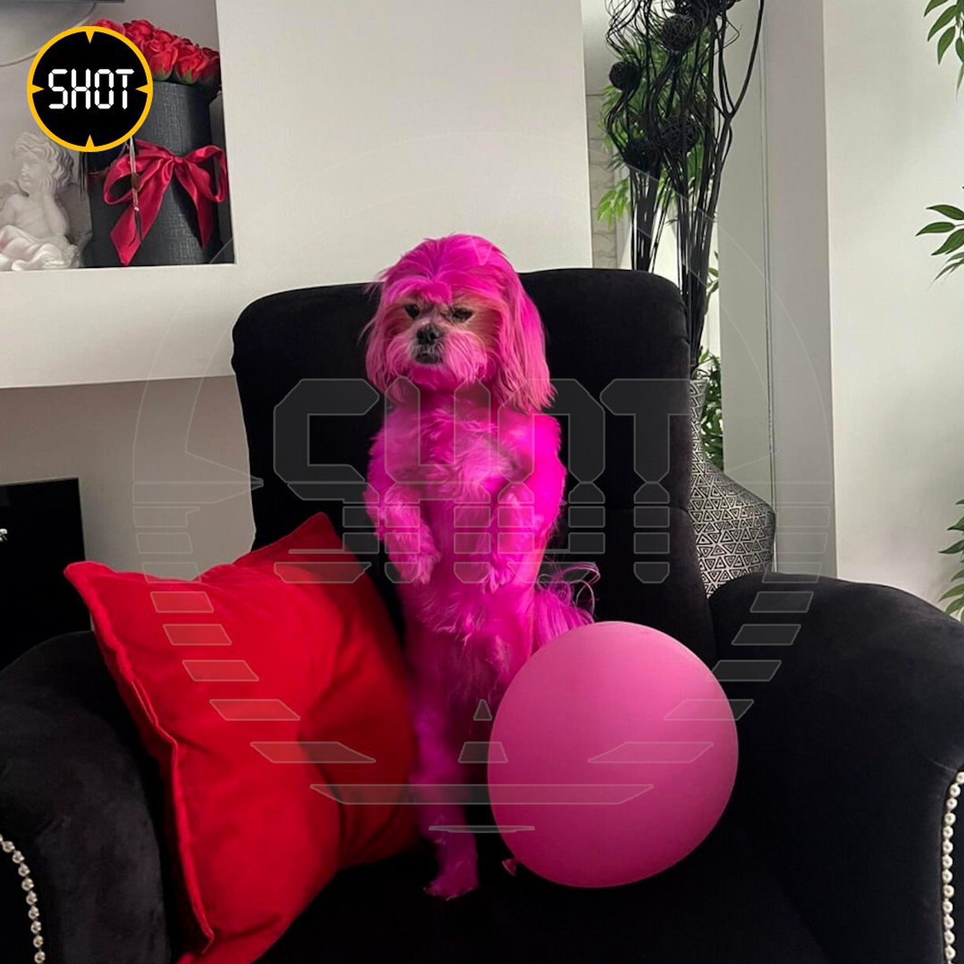 Фото: телеграм-канал SHOT