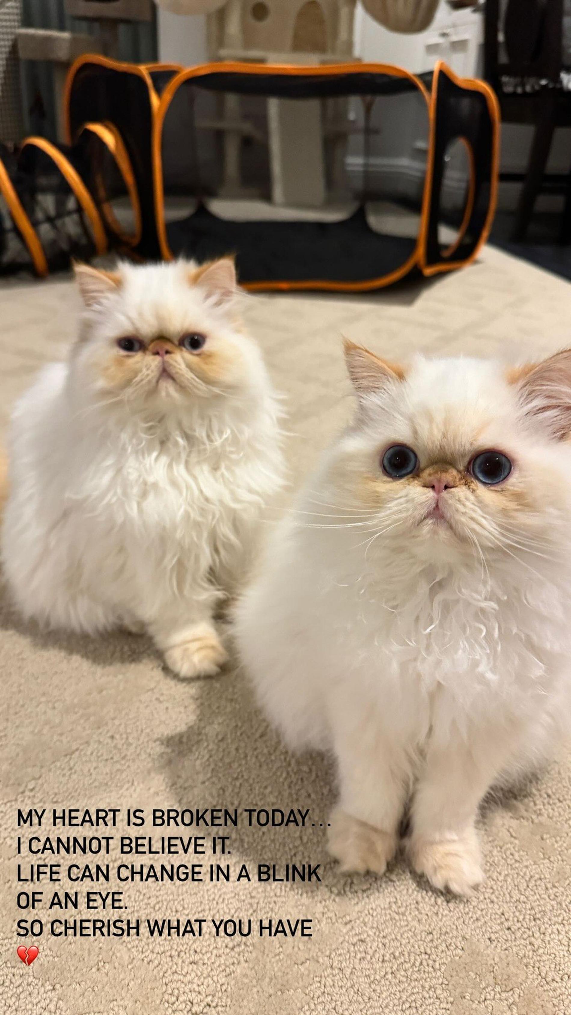 Питомцы Кары Делевинь. Фото: Инстаграм* @caradelevingne