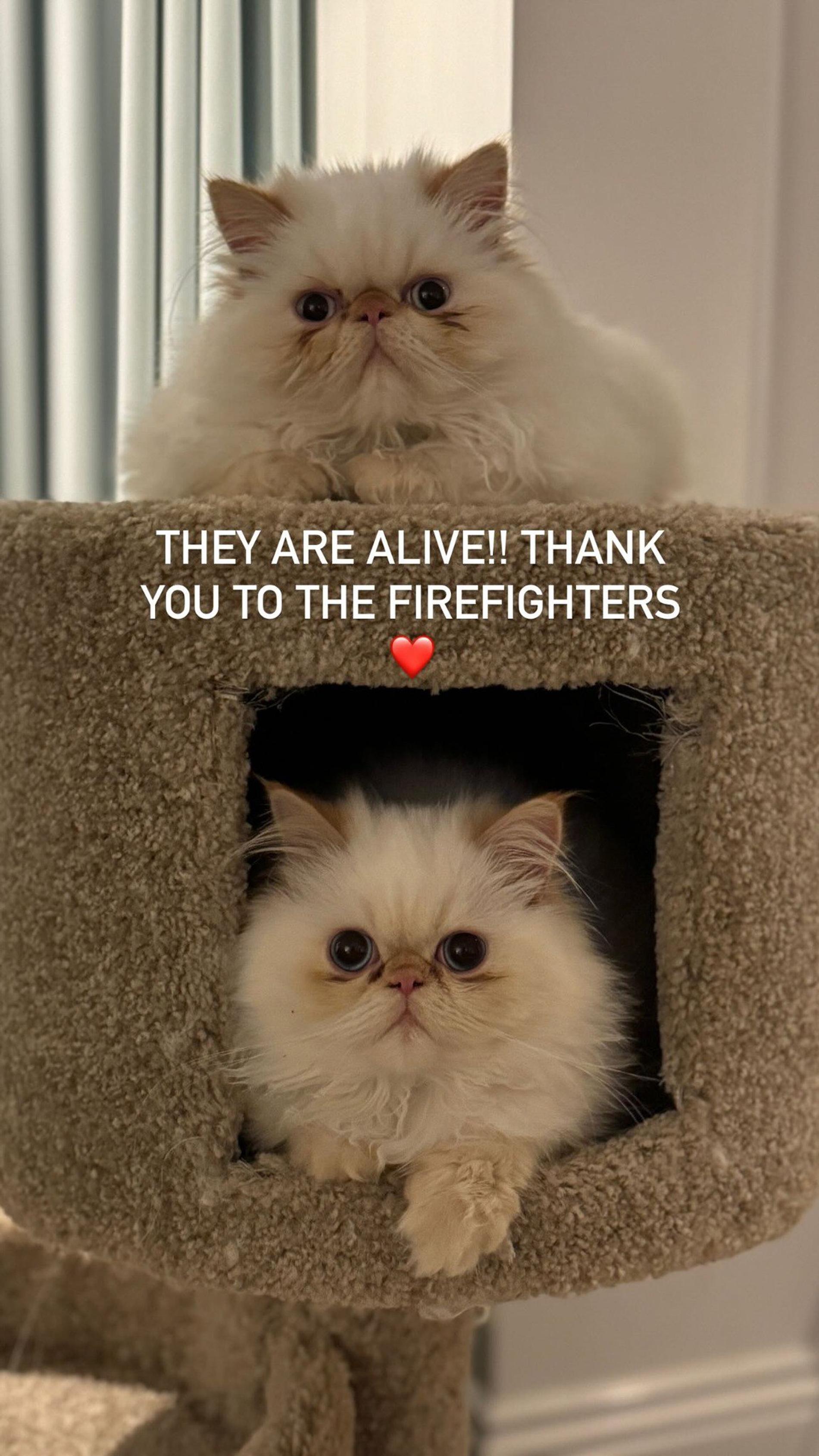 Питомцы Кары Делевинь. Фото: Инстаграм* @caradelevingne