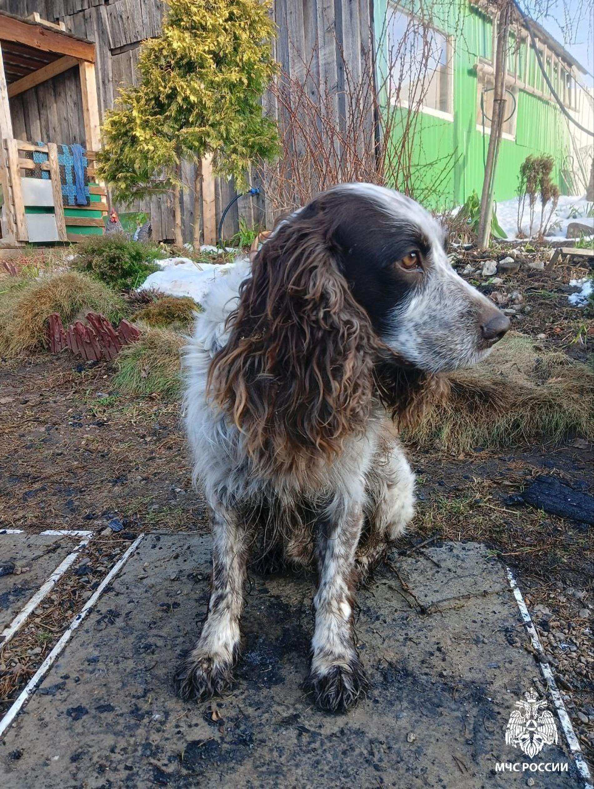 Спаниель Трамп. Фото: телеграм-канал @mchsUR