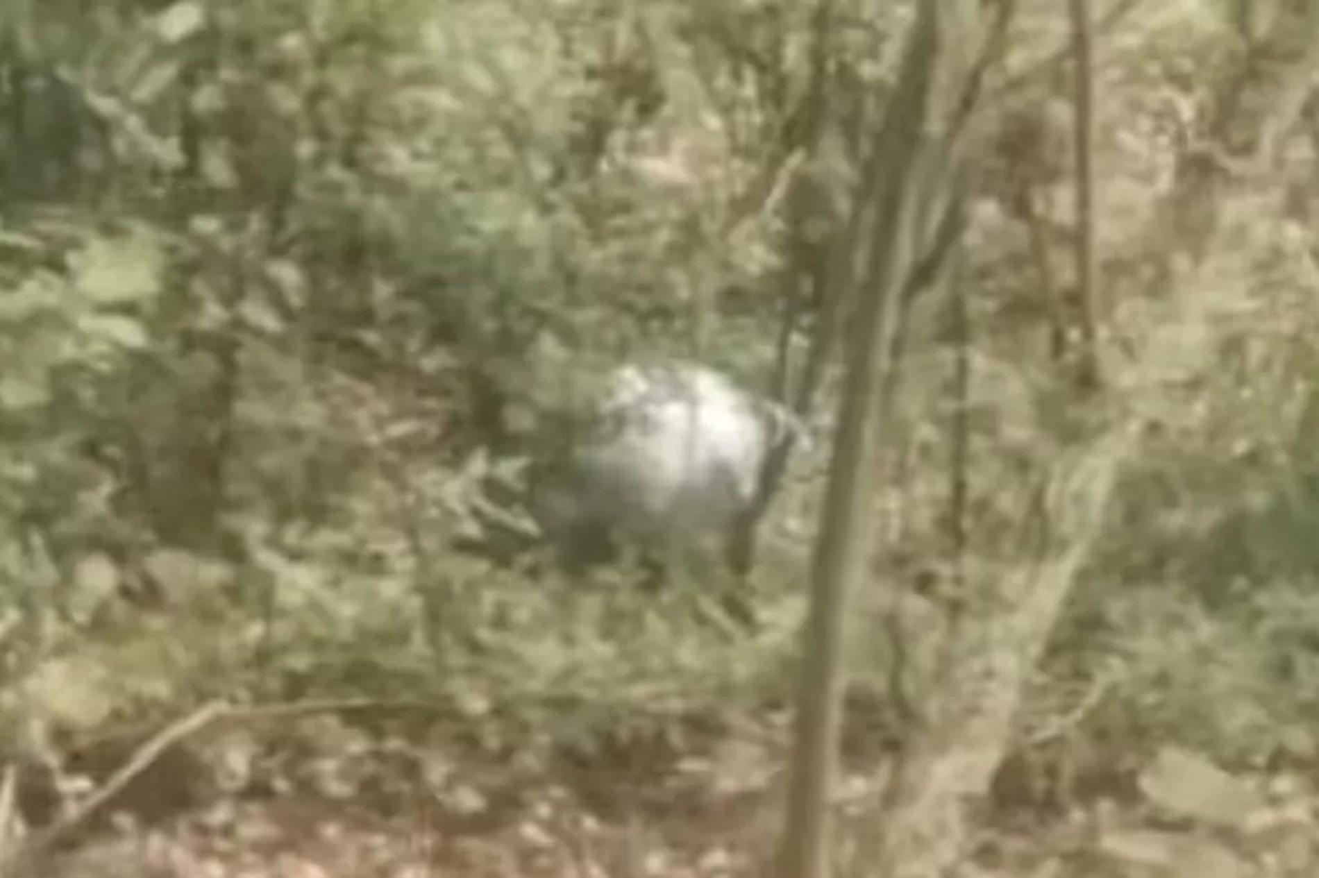 Фото: Daily Star