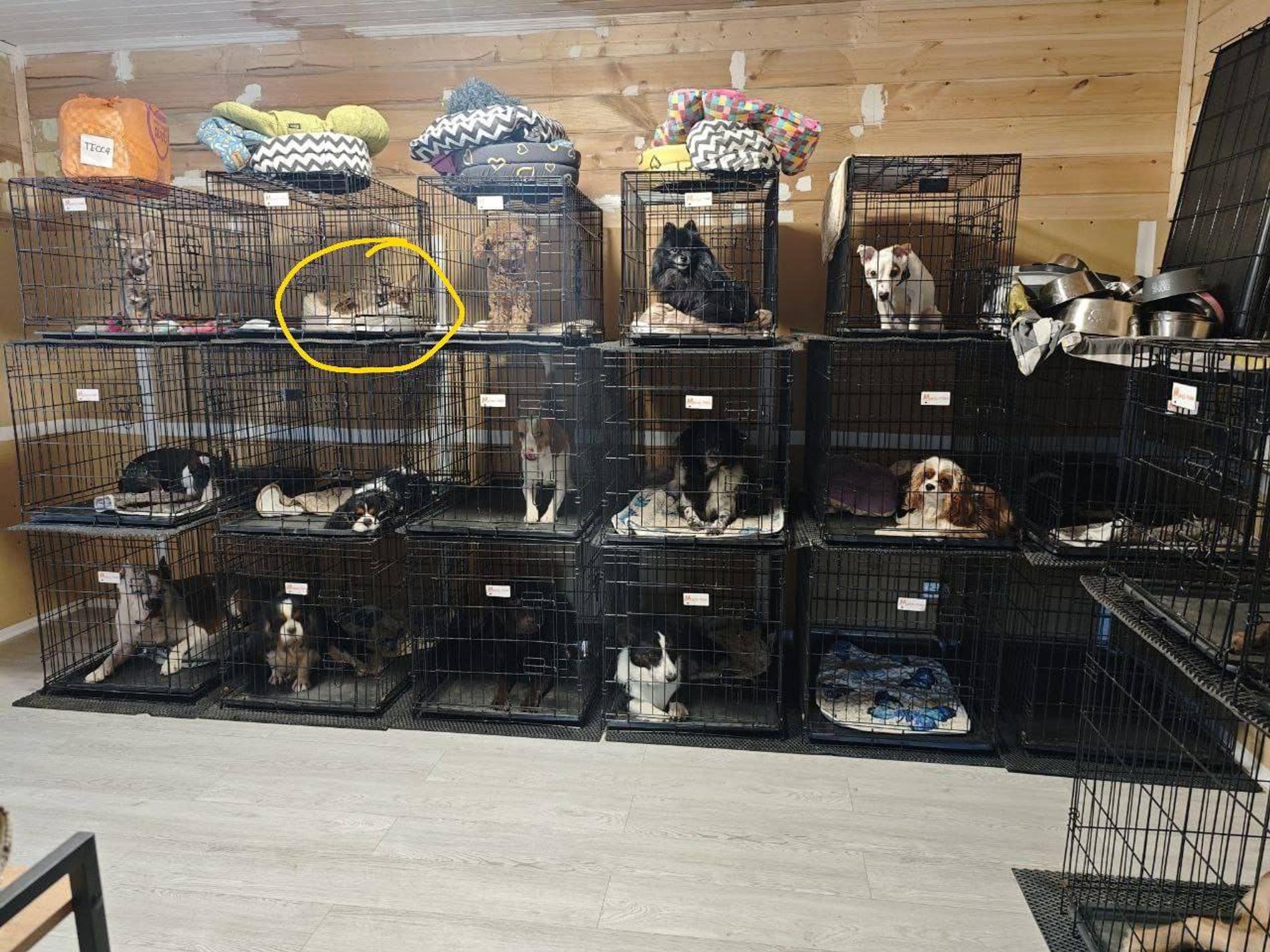 Фото: Telegram-канал MONA