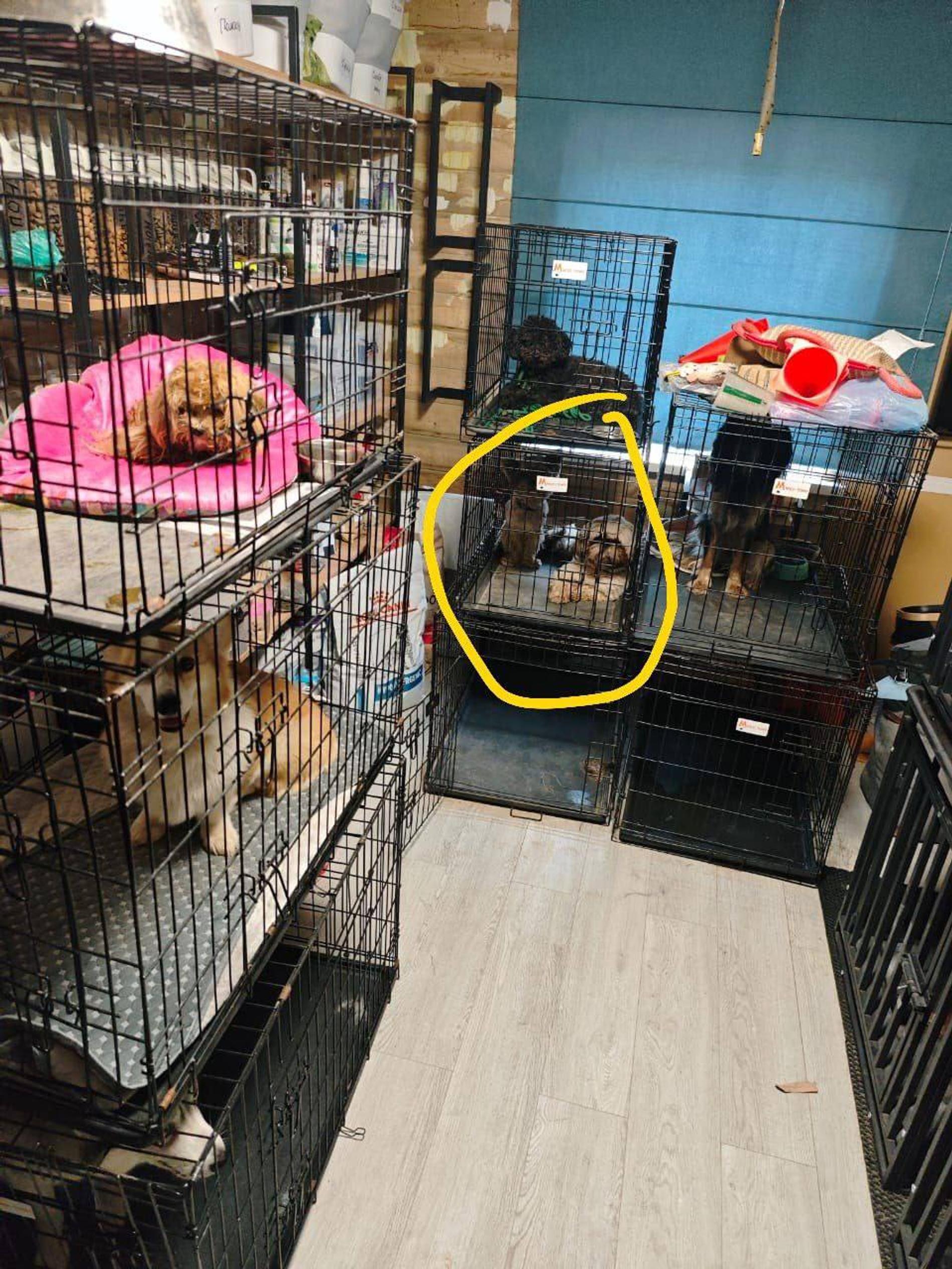 Фото: Telegram-канал MONA